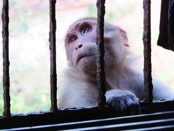 Portrait of a monkey