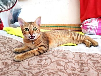 Portrait of cat lying on bed