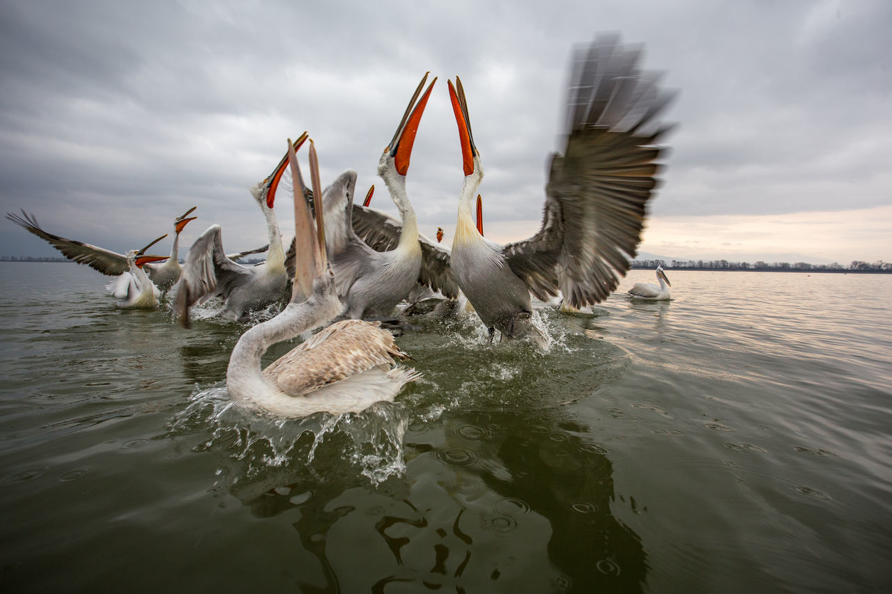 SEAGULLS FLYING OVER SEA