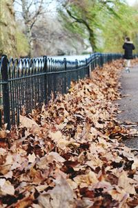 Autumn leaves on footpath