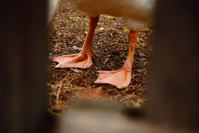 Low section of bird on field