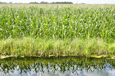 Cornfield reflecting in ditch