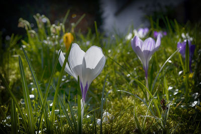 Close-up of white crocus flowers on field