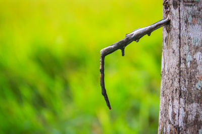 Close-up of rusty tree trunk in forest