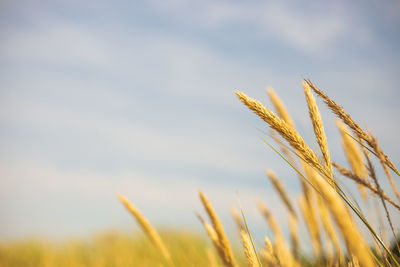 Close-up of wheat growing on field against sky