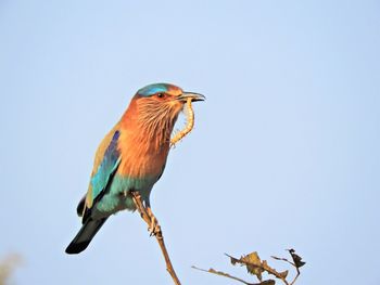 Low angle view of bird perching against clear sky