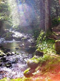 Stream flowing through forest