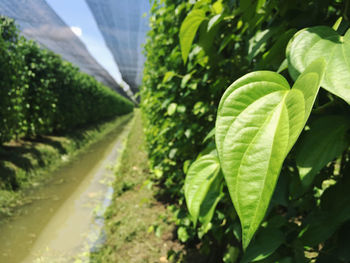 Close-up of fresh green leaves on plant