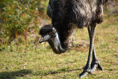 Close-up of ostrich on grass