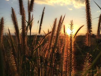 Close-up of stalks in field against sky at sunset