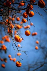 Low angle view of orange fruits growing on tree during autumn