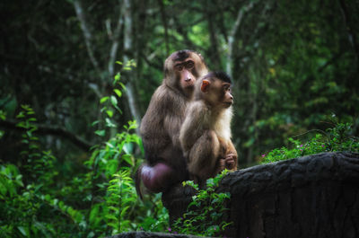 Monkey sitting on tree in forest