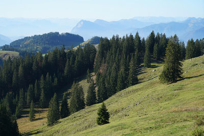 Pine trees in forest against sky