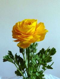 Close-up of yellow flower blooming against white background