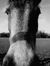 Close-up portrait of horse on field against sky