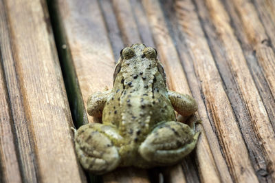 Close-up of frog on wood