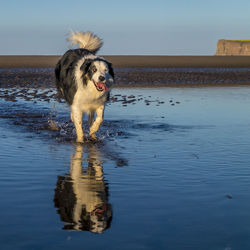 Dog running on beach