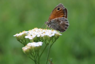 Close-up of butterfly pollinating on flower