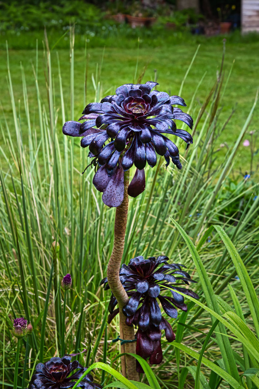 CLOSE-UP OF PURPLE FLOWER ON PLANT