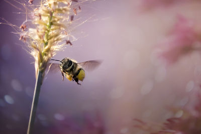 Close-up of insect buzzing by plants