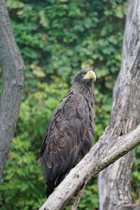 Bird perching on tree trunk