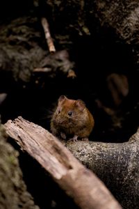 Small forest mouse from lugano, ticino, switzerland. approached it and posed for the picture.