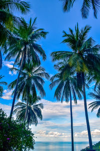 Palm trees by swimming pool at beach against sky