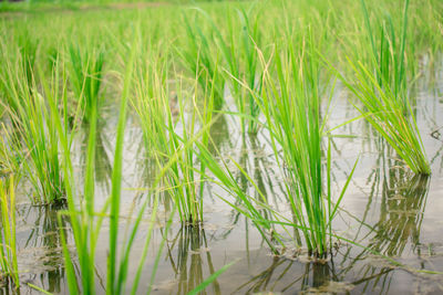 Close-up of plants growing on land