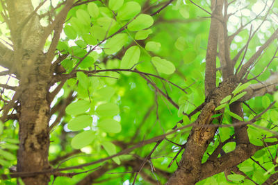 Low angle view of bamboo tree