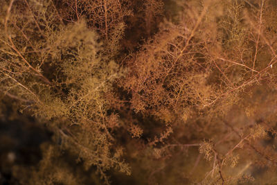 Full frame shot of dry plants