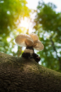 Close-up of mushroom growing on tree trunk