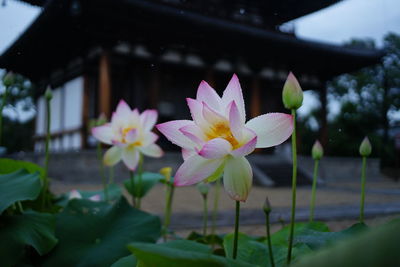 Close-up of lotus water lily in pond