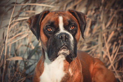 Close-up portrait of dog