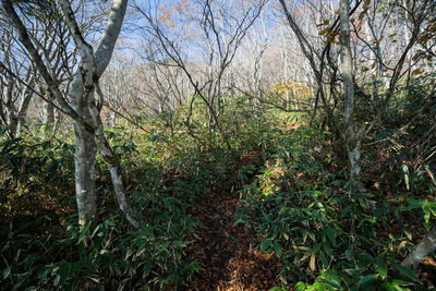 Trees growing on field in forest against sky