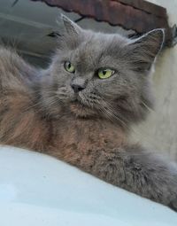 Close-up portrait of a cat