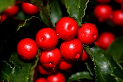 Close-up of wet red berries
