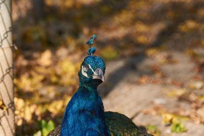 peacock