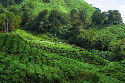 Tea plantation in cameron highlands, malaysia