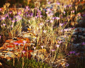 Close-up of flowering plants on field
