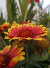 Close-up of orange flower