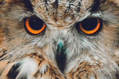 Close-up portrait of owl