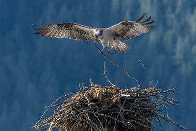 Osprey landing on bird nest 