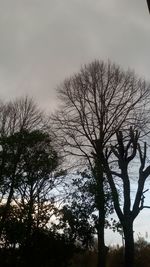 Low angle view of silhouette bare trees against sky