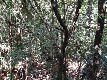 Full frame shot of trees in forest