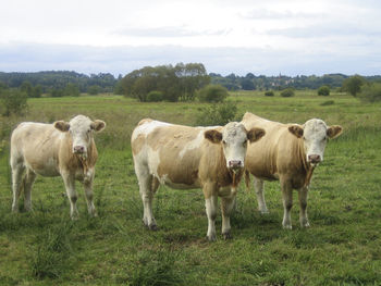 Cows standing on field against sky