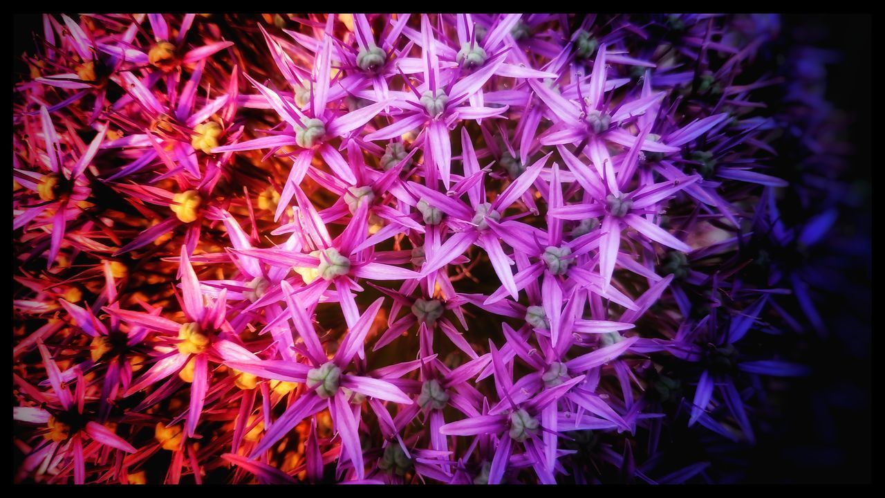 FULL FRAME SHOT OF PURPLE FLOWERING PLANT