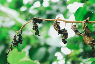 Close-up of dried leaves on plant