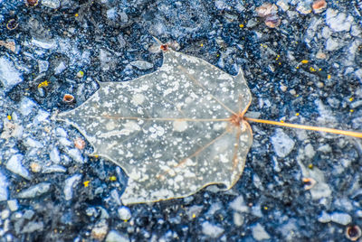 High angle view of wet rocks in winter