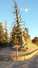 Plants growing on tree trunk