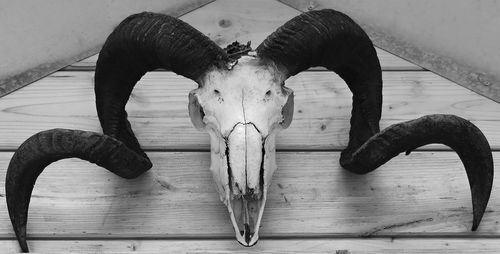 Close-up of animal skull